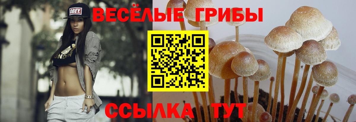 Псилоцибиновые грибы мицелий  Вход с VPN  Ачхой-Мартан 